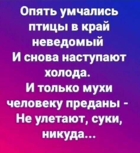 Опять умчались птицы в край неведомый и снова наступают холода И только мухи человеку преданы Не улетают суки никуда 1