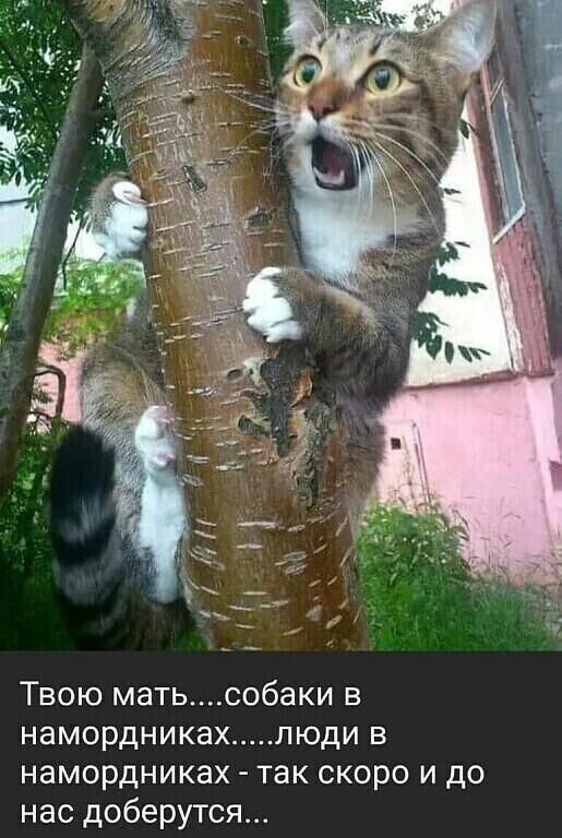 ТВОЮ МЭТЬСОбаКИ В НЭМОРДНИКЭХ ЛЮДИ В намордниках так скоро и до нас доберутся