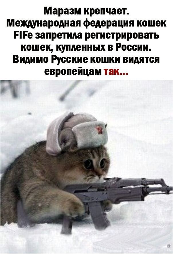 Маразм крепчает Международная федерация кошек ПРе запретила регистрировать кошек купленных в России Видимо Русские кошки видятся европейцам так