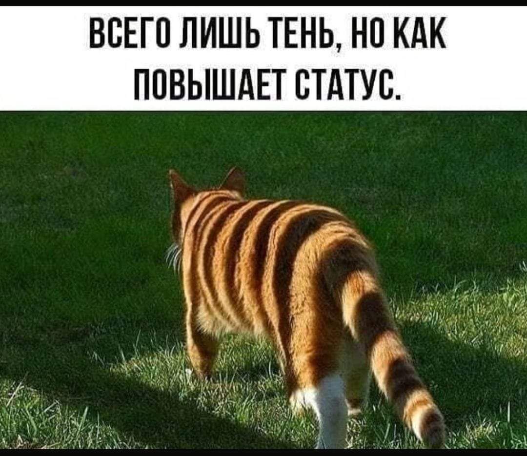 ВСЕГО ЛИШЬ ТЕНЬ НП КАК ПОВЫШАЕТ СТАТУС