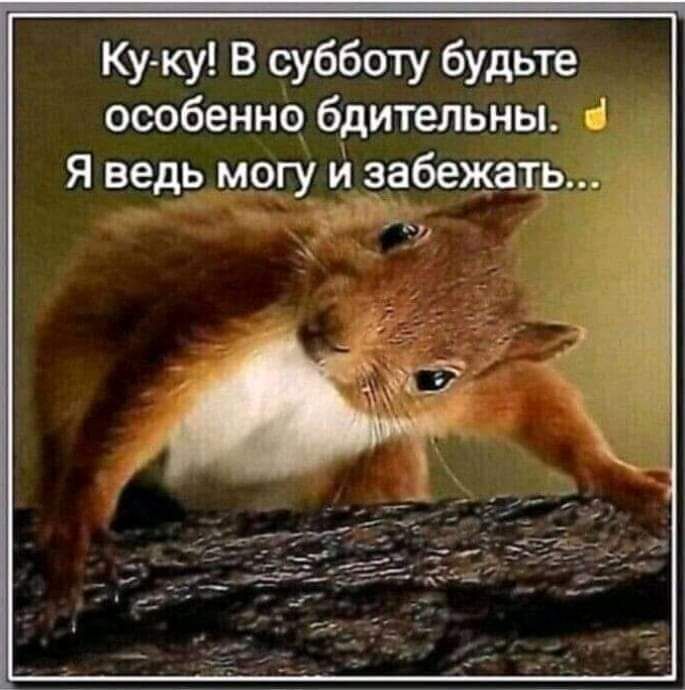 Ку ку В субботу будьте особенно бдительны Я ведь могу и забежать