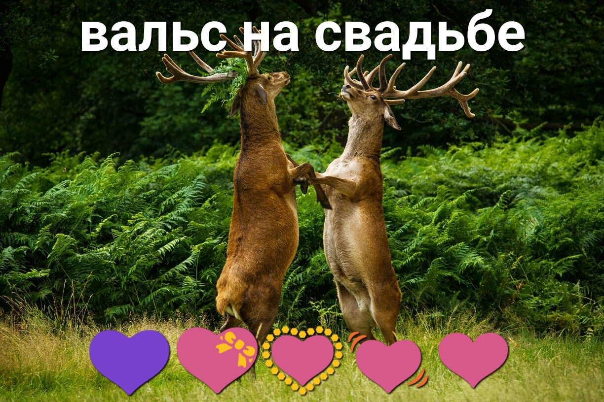 валы а СВддЬбе _