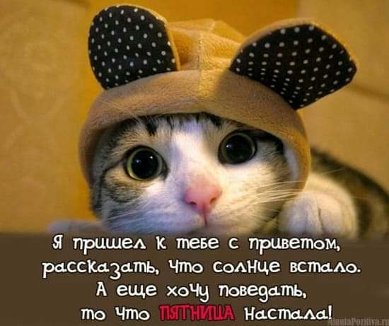я пришёл к теве с приветом рассмзцть Что Сомще встало А еще ХЧН Повезать то Что Настяш