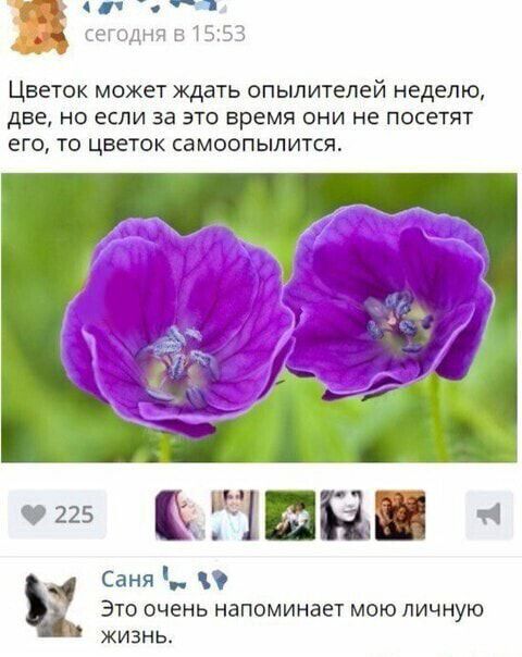 гіч Цветок может ждать опылителей неделю две но если за это время они не посетят его то цветок самоопылится м ы Е Ё Саня е Это очень напоминает мою личную жизнь