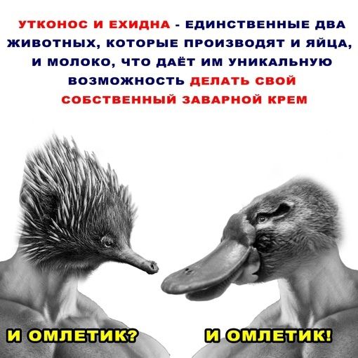 ЕдинствеиинЕ д А жи отных като ні произ опят и яацд и молоко чтц дАет им уииидпьиую _А и омпвтикъ и омпетищ Е