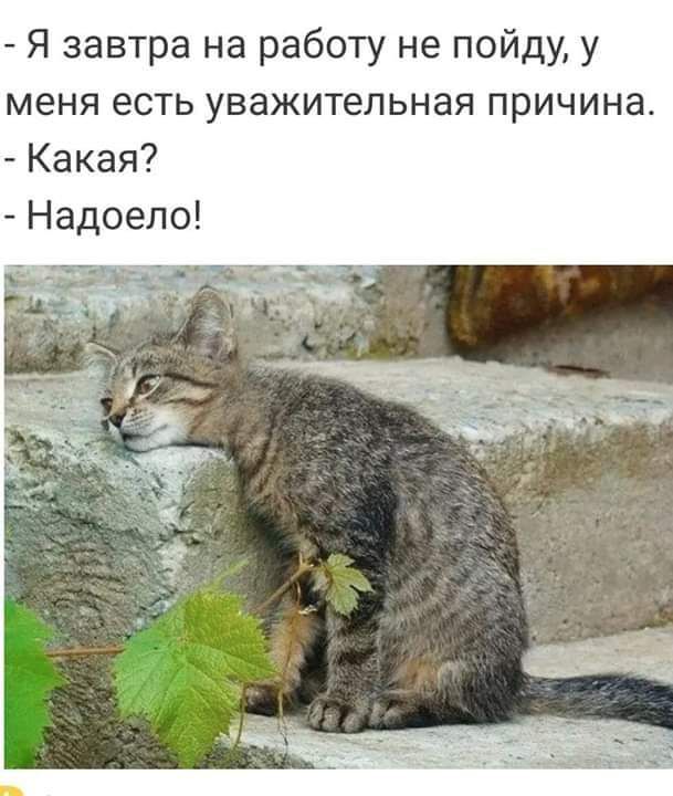 Я завтра на работу не пойду у меня есть уважительная причина Какая Надоело