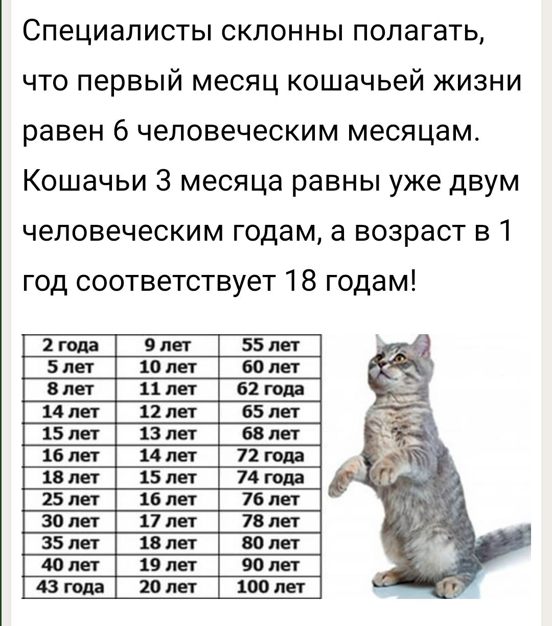 Кошачьи года на человеческие