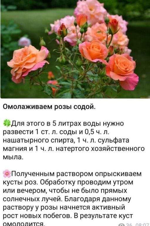 Омолаживаем розы содой Для этого в 5 литрах воды нужно развести ст л соды и 05 чл нашатырного спирта ч п сульфата магния и чл натертого хозяйственного мыла Полученным раствором опрыскиваем кусты роз Обработку проводим утром или вечером чтобы не было прямых солнечных лучей Благодаря данному раствору у розы начнется активный рост новых побегов В результате куст ОМОПОПИТСЯ