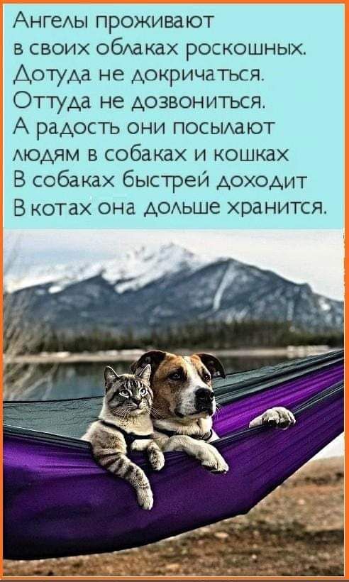 АНГеАЫ проживают в своих обАаках роскошных АотуАа не докричаться Оттуда не дозвониться А радость они посьиают АЮАЯМ в собаках и кошках В собаках быстрей доходит В котах она АсАьше хранится