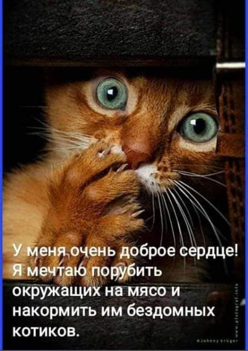 енщочень доброе сердце ме лёд поить окружащий натлясо и накормить им бездомных котиков