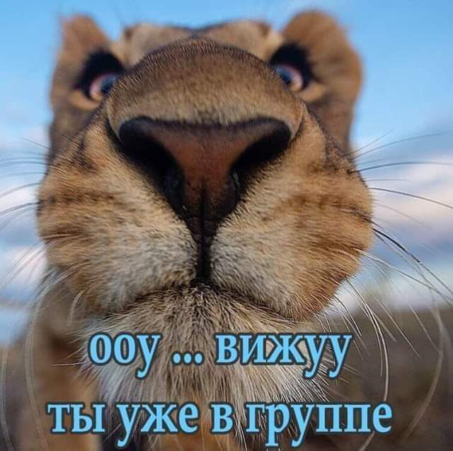 ойоу вижуу ты уже в пГРупПе