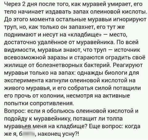 Через 2 дня после того как муравей умирает его тело начинает издавать запах олеиновой кислоты До этого момента осталоиые муравьи игнорируют труп но как только он запахиет его тут же поднимают и несут на кладбище место достаточно удалённое от муравейника По всей видимости муравьи знают что труп источник всевозможной заразы и стараются оградить своё жилище от болезнетворных бактерий Реагируют муравь