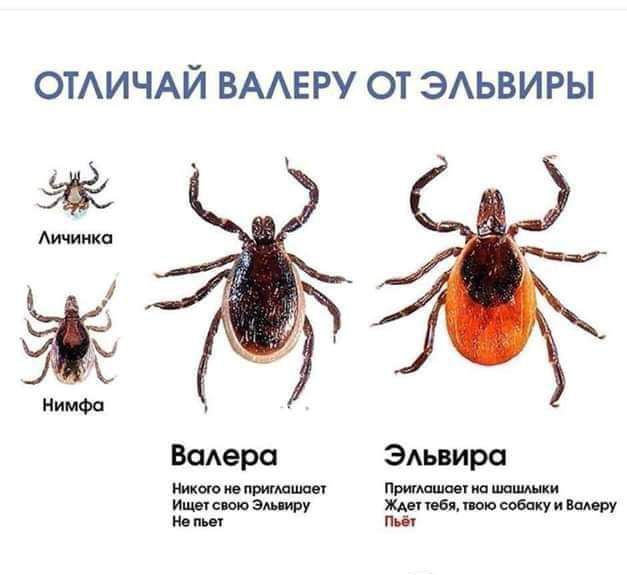 ОТАИЧАЙ ВААЕРУ ОТ ЭАЬВИРЫ