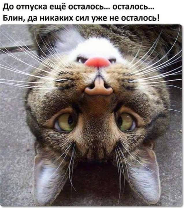 до отпуска ещё осталось осталась Блин да никаких сил уже не осталось