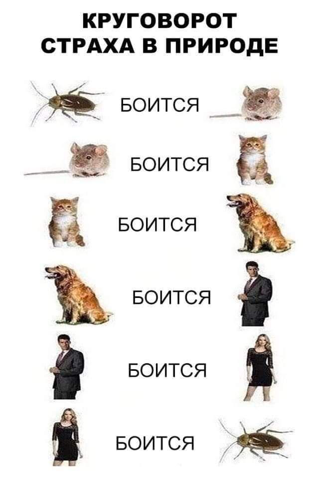 КРУГОВОРОТ СТРАХА В ПРИРОДЕ БОИТСЯ БОИТСЯ 5 а Ъ д 3 9 БОИТСЯ