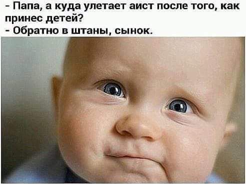 Папа а куда улетает аист после тот как принес детей Обватио и шины сынок