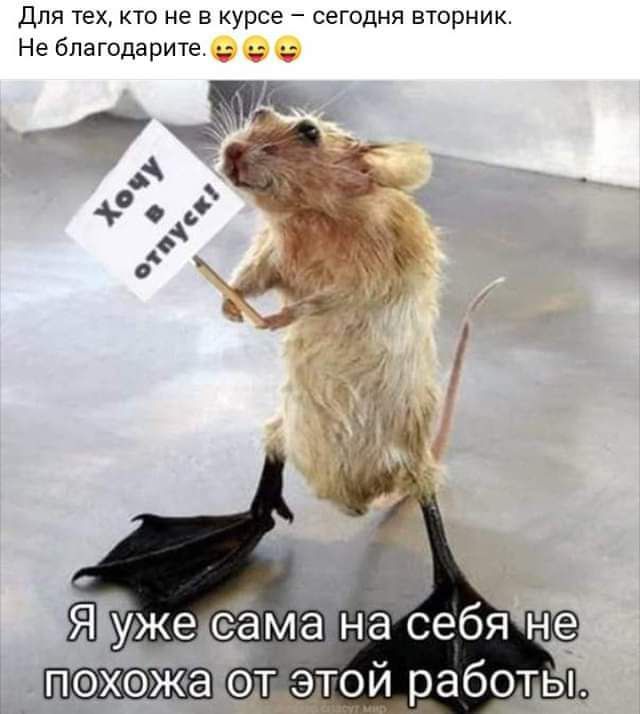Для тех кто не в курсе сегодня вторник Не бпагодарите _ пэхэжа отатой работь
