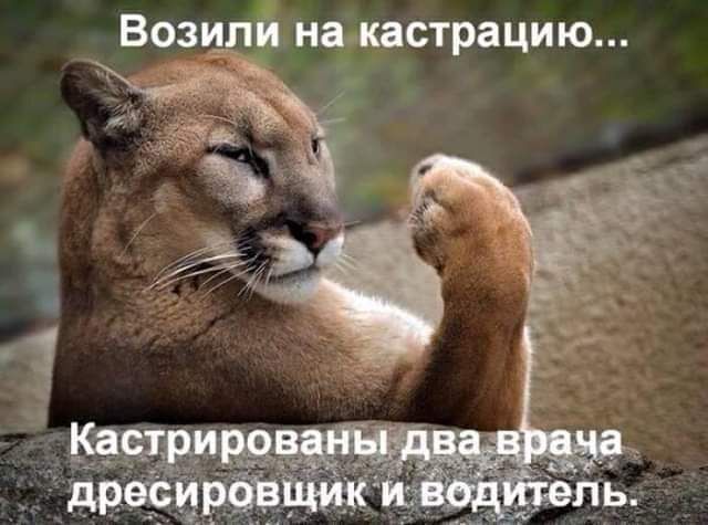 Базили на кастрацию