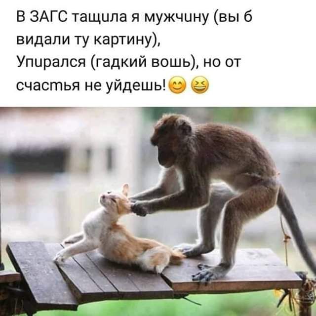В ЗАГС тащила я мужчину вы 6 видали ту картину Упцрапся гадкий вошь но от счастья не уйдешь __ _