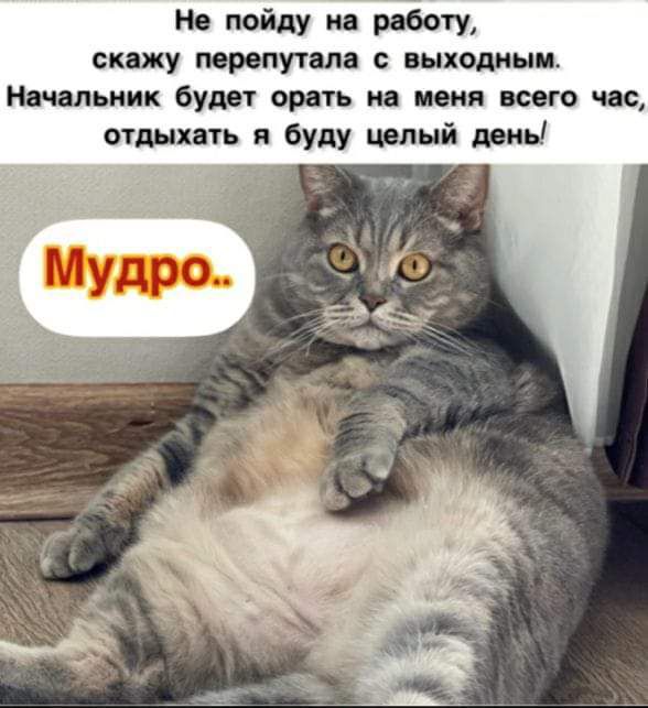 Не пойду на работу скажу мрвпуталд выходным Начальник буит орать на меня всего час отдыхвть я буду целый дены