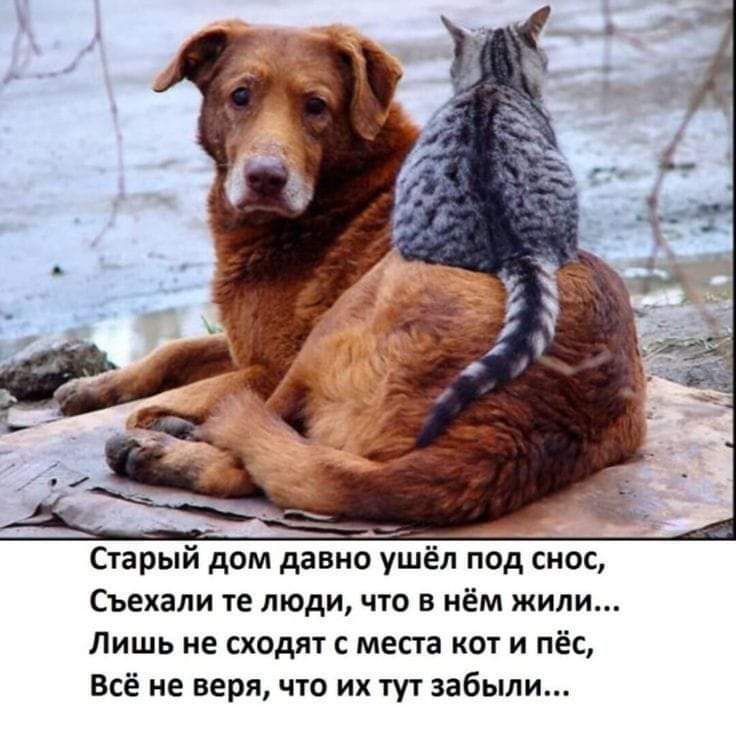 Сирый дом давно ушёл под снос Сьехапи те люди что в нём жили Лишь не сходят с места кот и пёс Всё не веря что их тп забыли