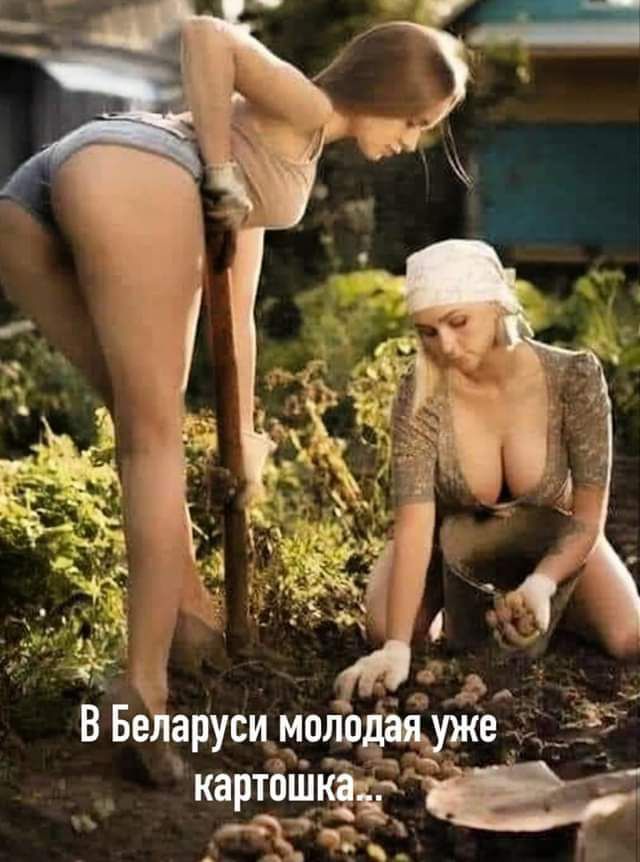 моло картощ В Бедарусц