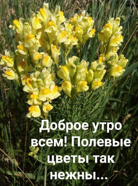 вреМЕПопевые к цветы так інежны