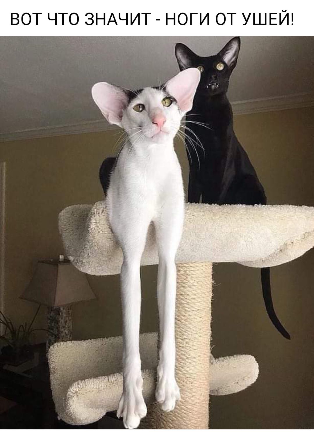 ВОТ ЧТО ЗНАЧИТ НОГИ ОТ УШЕЙ ЭТОЙ
