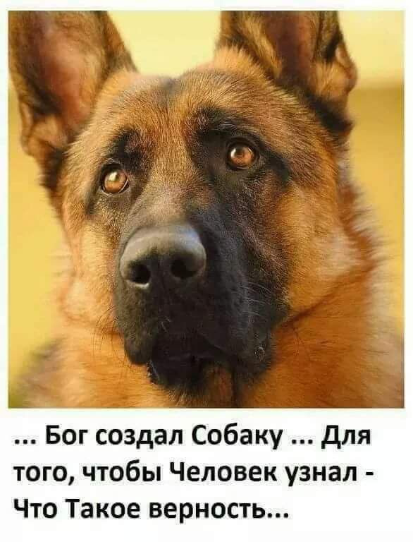 Бог создал Собаку для того чтобы Человек узнал Что Такое верность