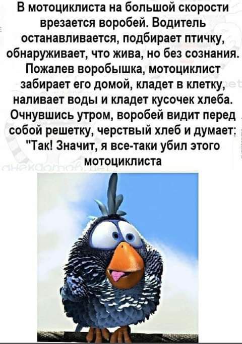 В мотоциклиста на большой скорости врезается воробей Водитель останавливается подбирает птичку обнаруживает что жива но без сознания Пожапев воробышка мотоциклист забирает его домой кладет в клетку наливает воды и кладет кусочек хлеба Очнувшись утром воробей видит перед собой решетку черствый хлеб и думает Такі Значит я все таки убил этого МОТОЦИКП ИСТЁ