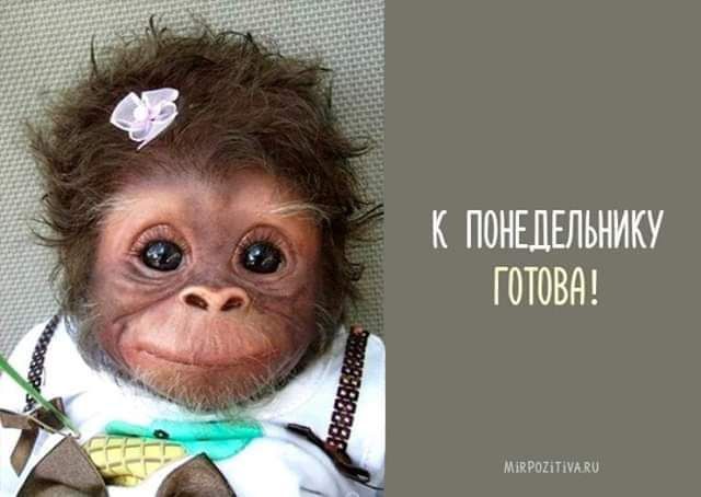 К ПОНШЕЛЪНИКУ ГОТОВА