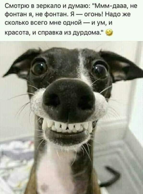 Смотрю в зеркало и думаю МММ дааа не фонтан я не фонтан Я огонь Надо же сколько всего мне одной и ум и красота и справка из дурдома