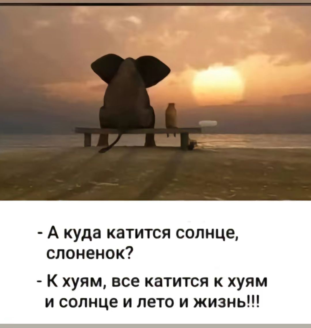 А куда катится солнце слоненок К хуям все катится к хуям и солнце и лето и жизнь