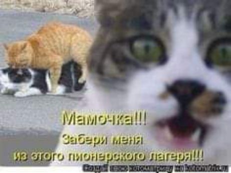 ЁЗН0і_і р шыш гц пэшнаЬШ01151Г3Н ___