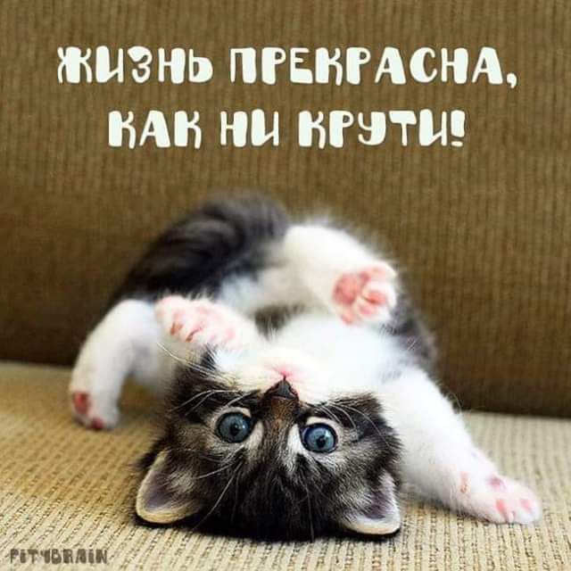 ЖИЗНЬ ПРБШАСНА БАН НМ БРЗТМ