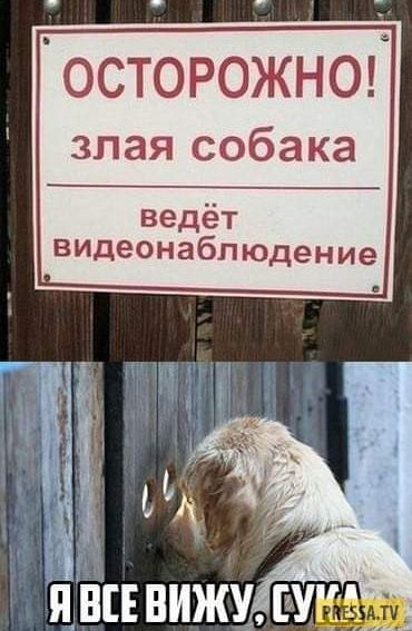 осторожноі злая собака ведёт видеонаблюдение