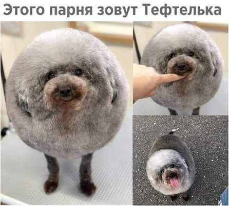 Этого парня зовут Тефтелька _ __