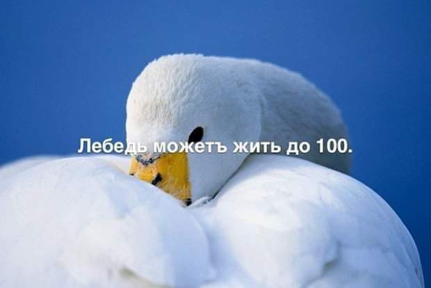 ожеть жить по 100