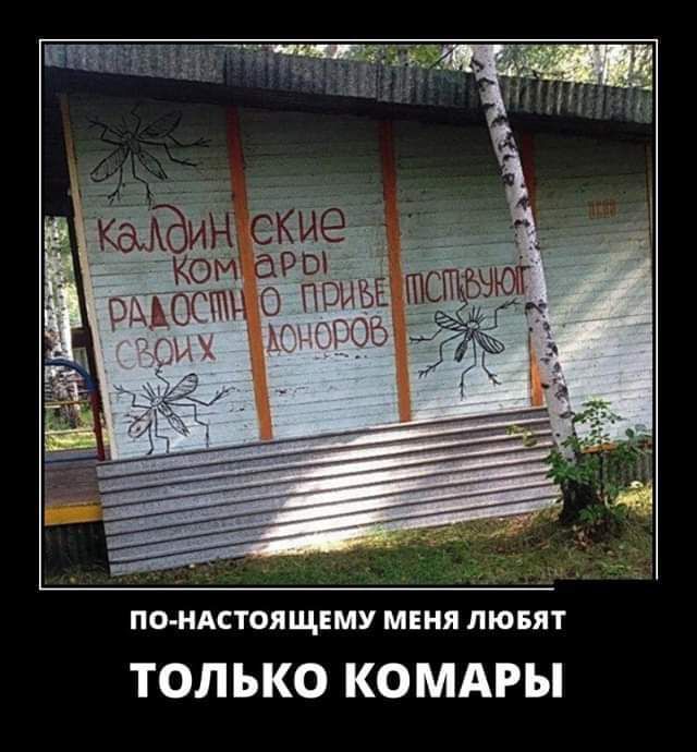 ПОНАСТОЯЩЕМУ МЕНЯ ЛЮБЯТ ТОЛЬКО КОМАРЫ
