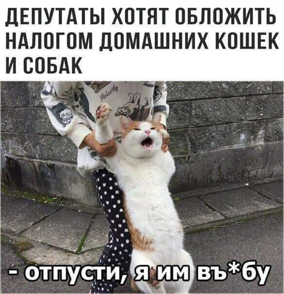 дЕПУТАТЫ ХОТЯТ ОБЛОЖИТЬ НАЛОГОМ ДОМАШНИХ КОШЕК