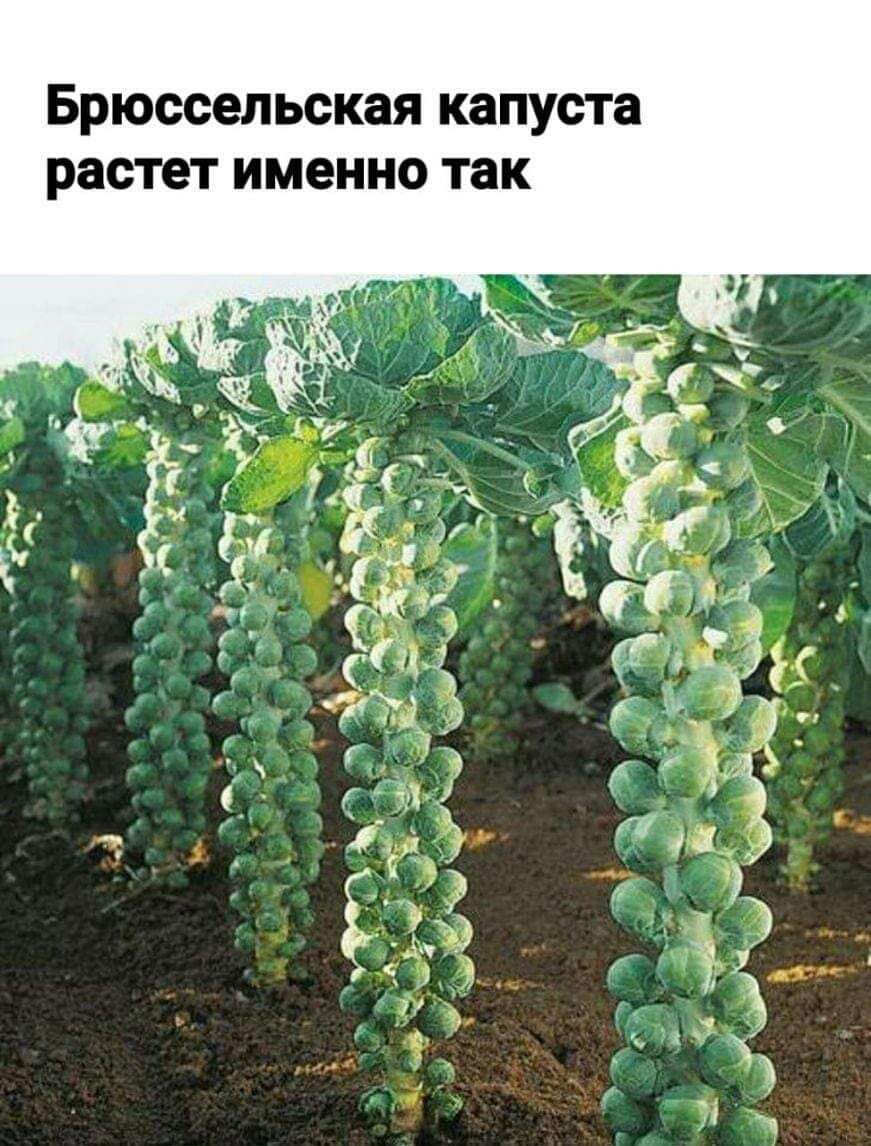 Брюссельская КЗПУСТЗ растет именно так