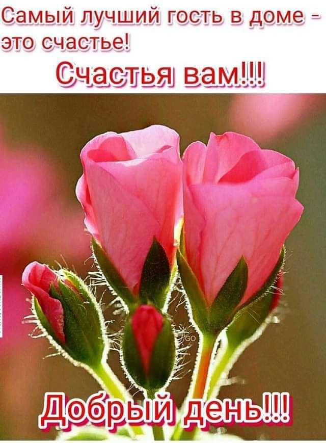 Самый лучший гость в доме это счастье сжатым вамш