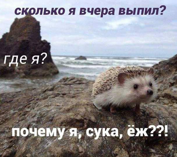 ЛЬКО Я вчера ВЬПИЛ пойемуя сука ёж