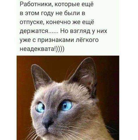 Работники которые ещё в этом году не были в отпуске конечно же ещё держатся Но взгляд у них уже с признаками лёгкого неадеквата