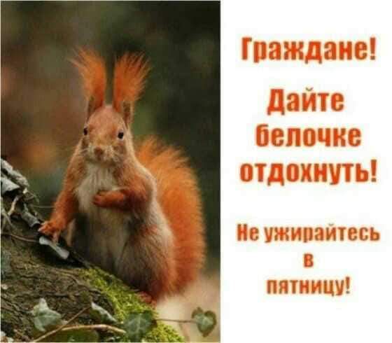 4 77 Ш дате пише під ить птицу