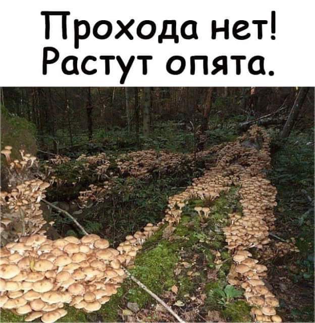 рохода нет П р ОСТУТ ОПЯТО