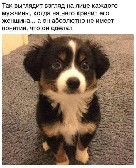 Так выглядит взгляд на лице каждого мужчины когда на него кричит его женщина а он абсолютно не имеет понятия что он сделал