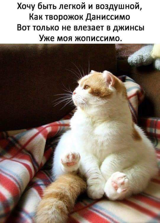 Хочу быть легкой и воздушной Как творожок Даниссимо Вот только не влезает в джинсы Уже моя жописсимо