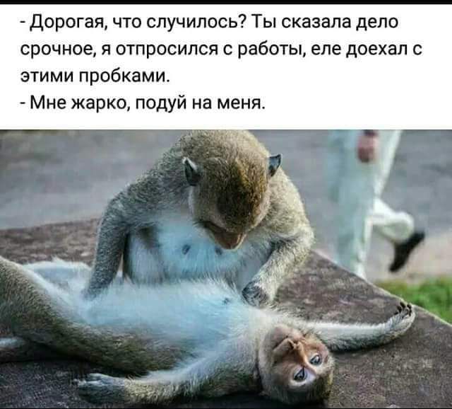 дорогая что случилось Ты сказала дело срочное я отпросился с работы еле доехал этими пробками Мне жарко подуй на меня