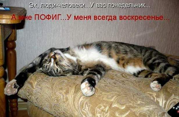 3 Пт щеш гас пинг ПОФИГ У шамп всегда сош